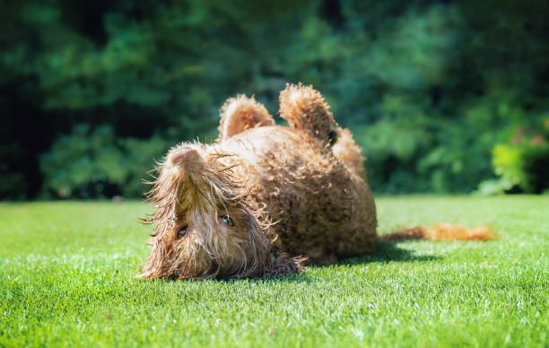 A Cleaner Home and Happier Pets with LITA Artificial Grass - LITA