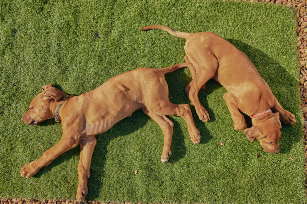 LITA Artificial Grass may not be the best choice for a pet play area— but is it ideal? Four essential points to consider. - LITA