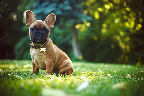 Why You Should Invest in Fake Grass for Dogs Today: Insights from LITA Grass - LITA