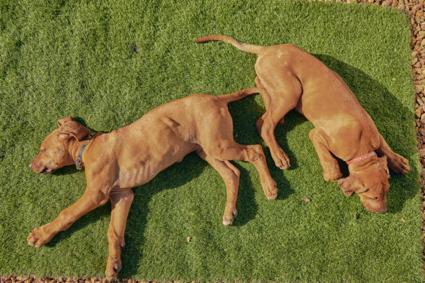 LITA Artificial Grass may not be the best choice for a pet play area— but is it ideal? Four essential points to consider. - LITA