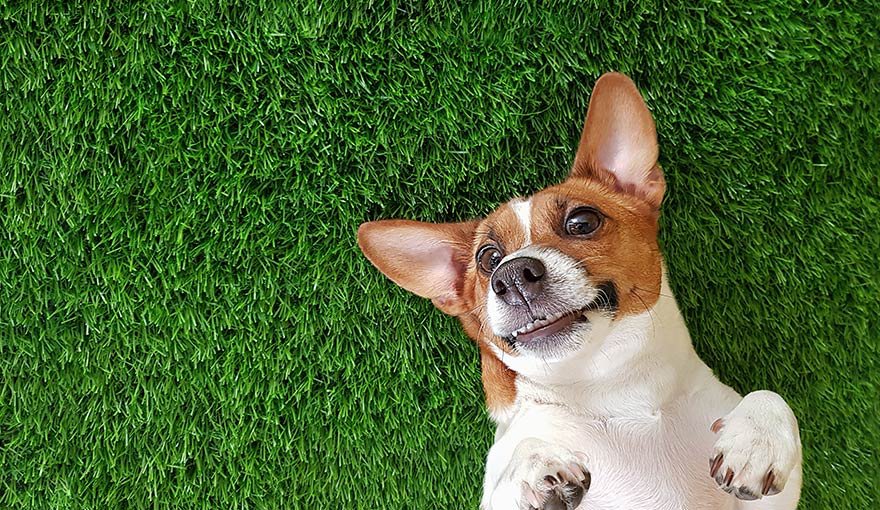 Pet-Friendly Perfection: Choosing the Right Artificial Turf for Your Dog with LITA - LITA