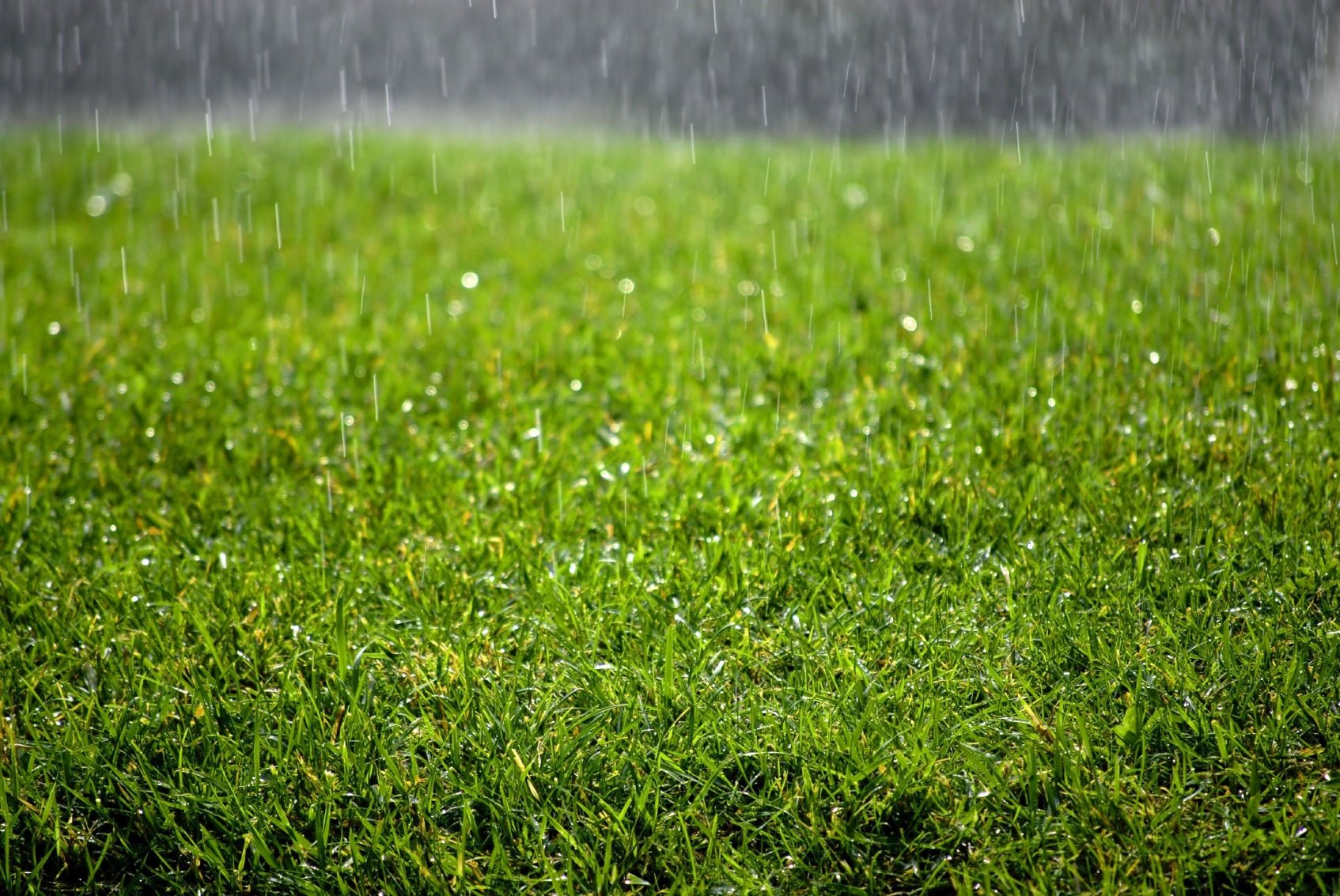 Things To Be Treated Of Artificial Grass During Rainy Season - LITA